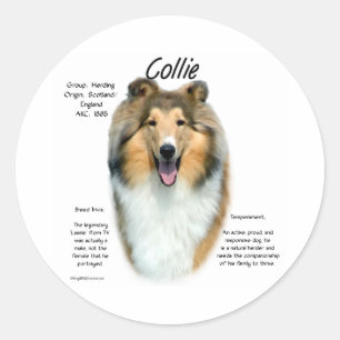 Sable Rough Collie Rencontrez la race - Sticker