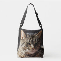 Chat tigré grognon