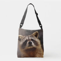 Curieux Raccoon
