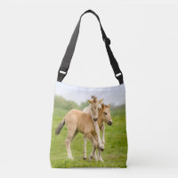 Drôle Chevaux Konik Sauvages Foals Jouant Ensemble