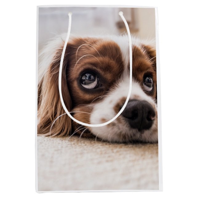 Sac Cadeau Moyen Chien Espagnol Coqueur Triste (Devant)