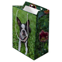 Photographie d'un Boston Terrier heureux avec des