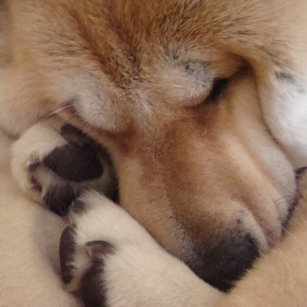 Sac Réutilisable mignon chien akita dormant pattes de boudin