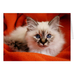Sacré Birman Kitten