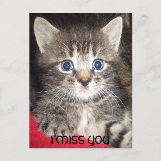 Sad Kitten - VOUS ME MANQUEZ Carte Postale (Devant)