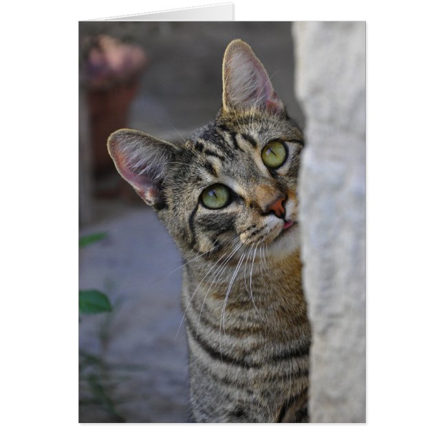 Sad Kitty (chat du bengale) (Devant)