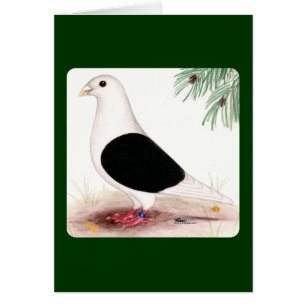 Saddle Homer Pigeon