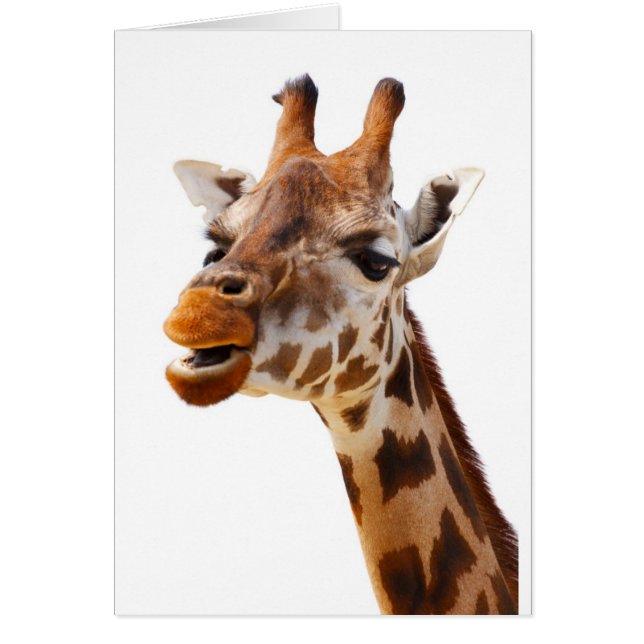 Safari Afrique Jungle Giraffe (Devant)