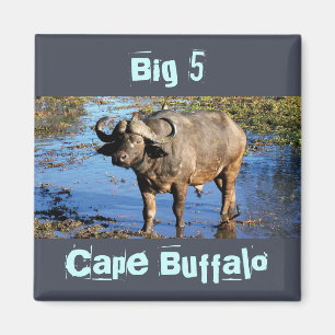 Safari de Cape Buffalo grand 5 magnets
