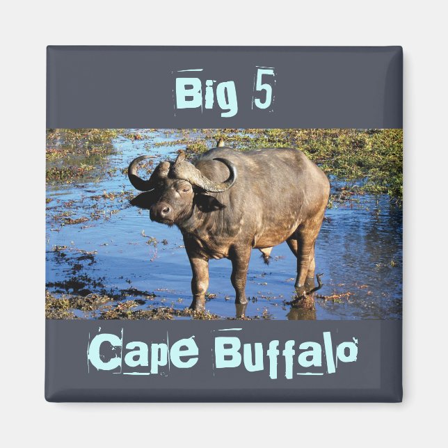 Safari de Cape Buffalo grand 5 magnets (Devant)