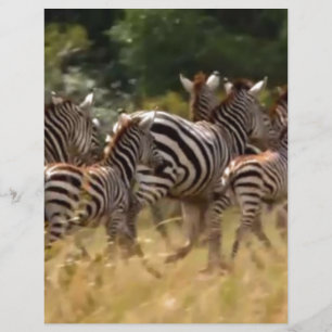 Safari de migration de zèbres africains