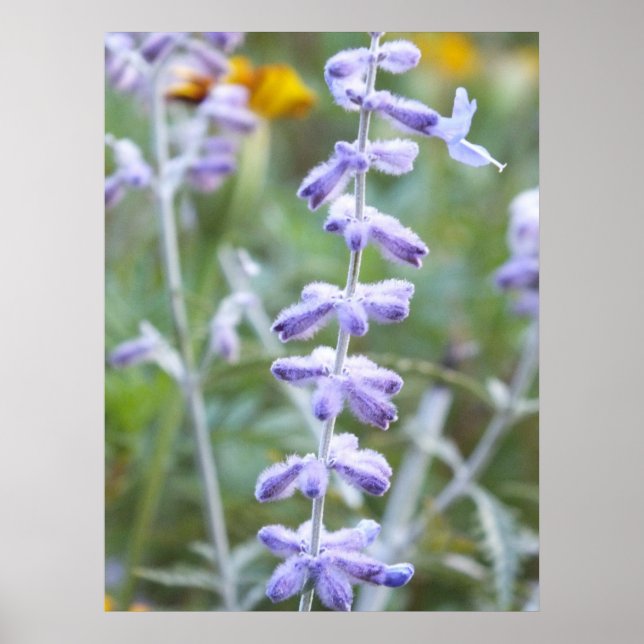 Sage russe pourpre - Poster Perovskia (Devant)