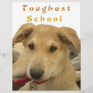 Sagesse d'or : Une vision oeil de chien de l'école