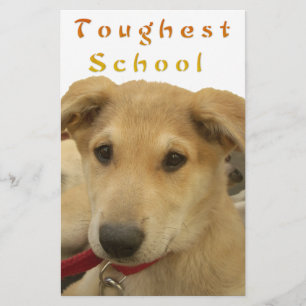 Sagesse d'or : Une vision oeil de chien de l'école