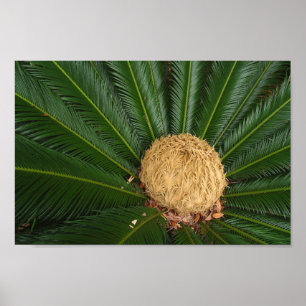 Sago Palm Canvas or Poster
