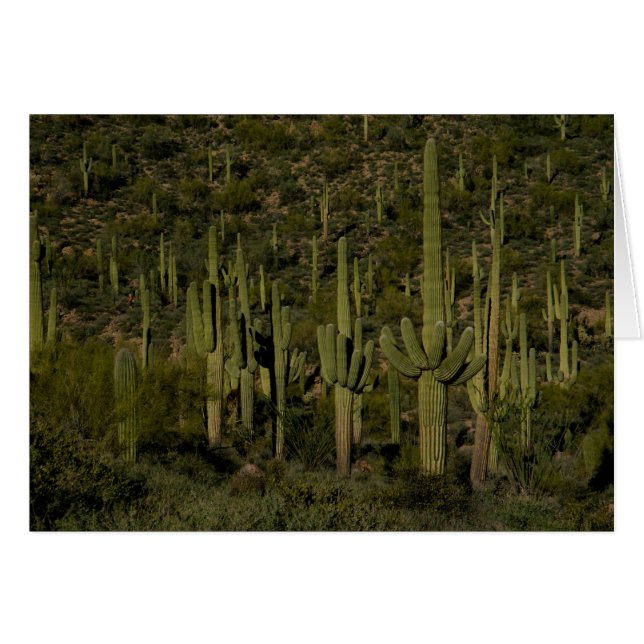 Saguaro Cactus Forêt Sonoran Désert Arizona (Devant horizontal)