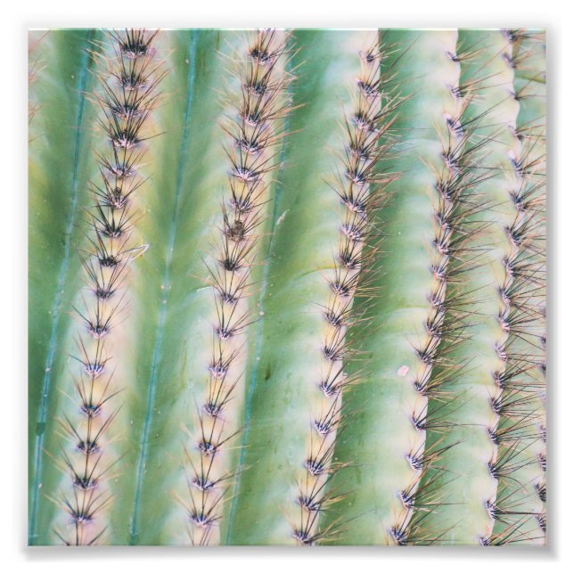 Saguaro Closeup | Impression photo (Devant)