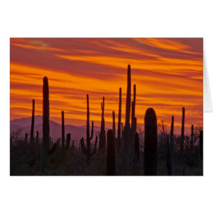 Saguaro, coucher de soleil, Parc national de Sagua