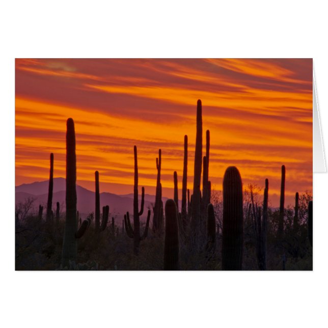Saguaro, coucher de soleil, Parc national de Sagua (Devant horizontal)