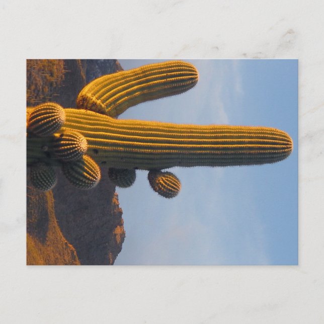 Saguaro éclairé - Carte postale d'Arizona (Devant)