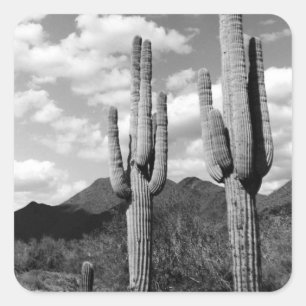 Saguaro Sentinels Désert Autocollants personnalisé