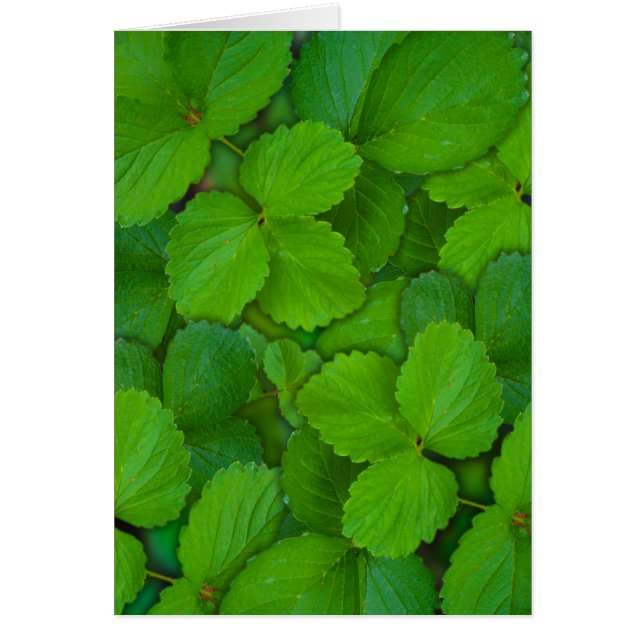 Saint Basil Tulsi Green Mint Feuilles (Devant)