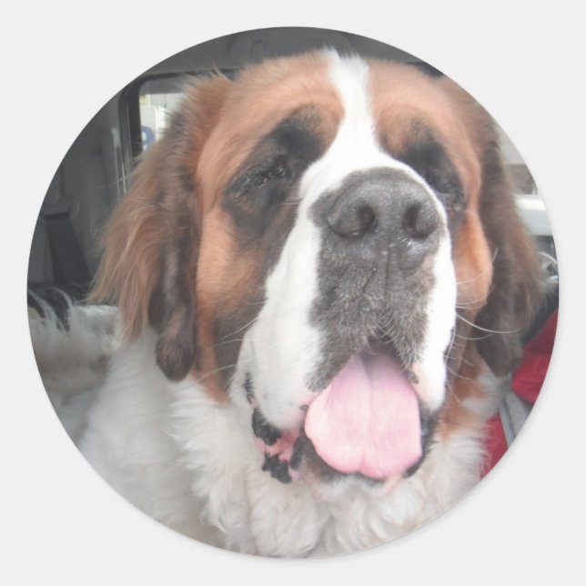 SAINT BERNARD STICKER (Devant)