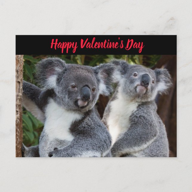Saint Valentin Koala Bears carte postale (Devant)