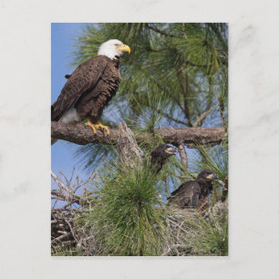 Saison 6 E10, E11 et carte postale Harriet