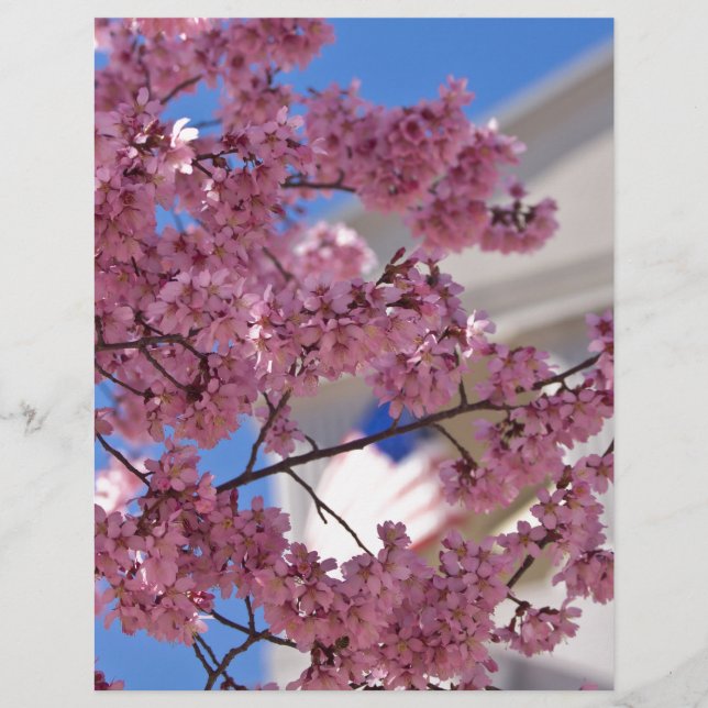 Sakura Cherry Blossoms (Devant)
