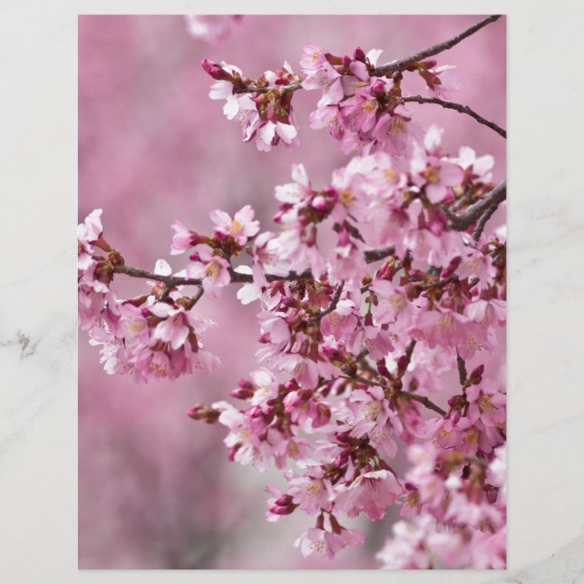 Sakura Cherry Blossoms Pastel Pink Layers (Devant)
