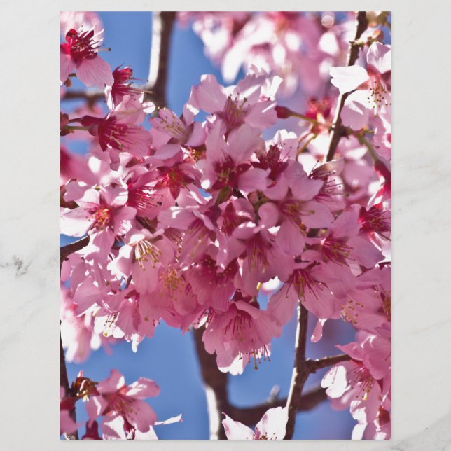 Sakura Cherry Blossoms Red Stars (Devant)