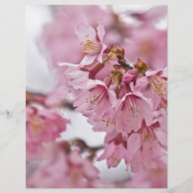 Sakura Cherry Blossoms rose pâle (Devant)