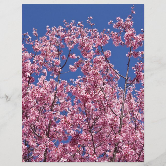 Sakura Cherry Fleurit Dans Le Bleu (Devant)