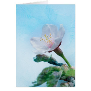 Sakura - Fleur de cerisier japonaise