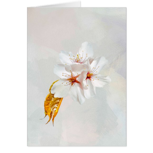 Sakura - Fleur de cerisier japonaise (Devant)