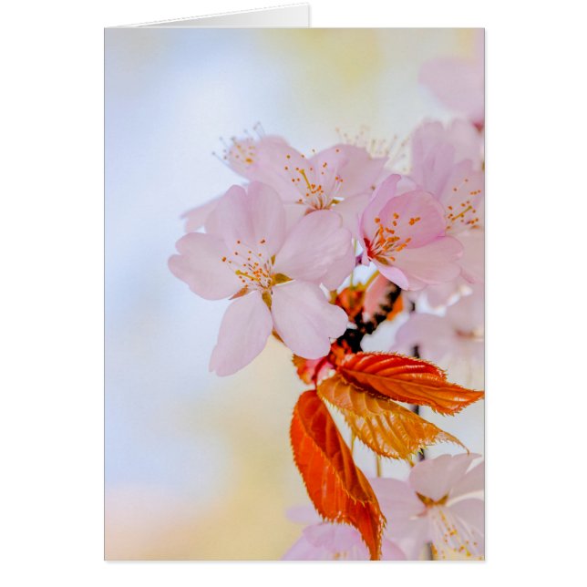 Sakura - Fleur de cerisier japonaise (Devant)