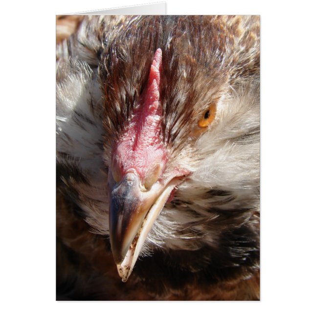 Salmon Faverolle (Devant)