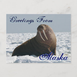 Salutations de la carte postale Alaska Bull Walrus