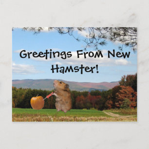 Salutations Du New Hamster !  Carte postale
