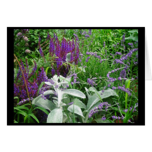 SALVIA ET OREILLE D'AGNEAU (Devant horizontal)