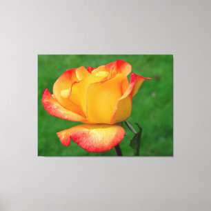 Samba hybride de Rio de rose de thé sur la toile