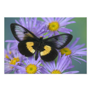Sammamish Washington Photographie de papillon