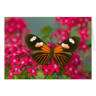 Sammamish Washington Photographie d'un papillon su