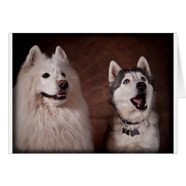 Samoyed and Husky (Devant horizontal)
