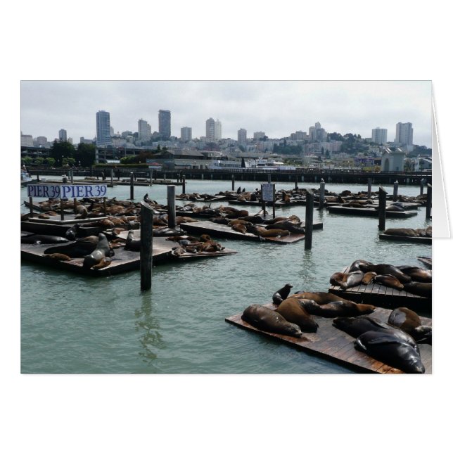 San Francisco et Pier 39 Sea Lions City Skyline (Devant horizontal)