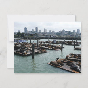 San Francisco et Pier 39 Sea Lions City Skyline