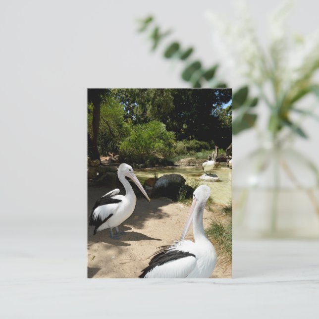 Sanctuaire pélican, Carte postale (Debout devant)