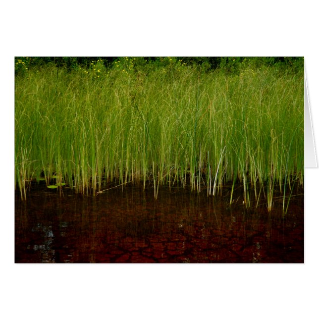 Sancturary (Devant horizontal)