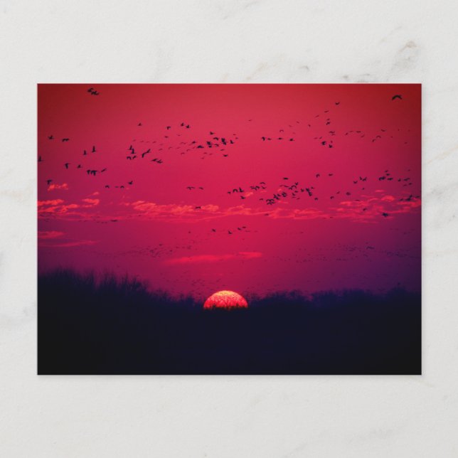 Sandhill Granes Spring Migration Carte postale #3  (Devant)